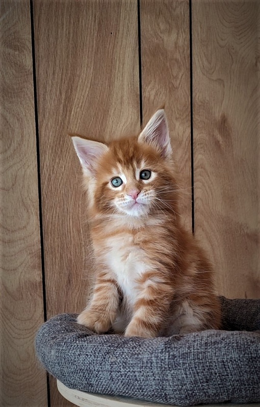 H'Cheetos Monterini - Kitten maine-coon 1 month 2 weeks