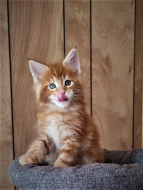 H'Cheetos Monterini - Kitten maine-coon 1 month 2 weeks
