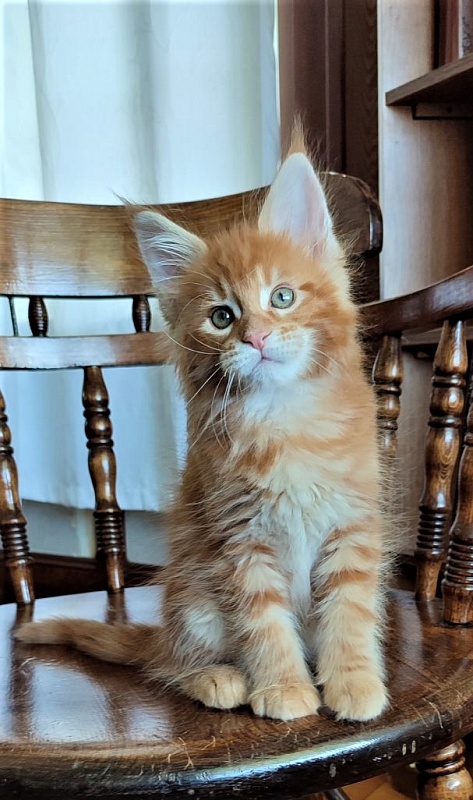 H'Cheetos Monterini - Kitten maine-coon 2 months
