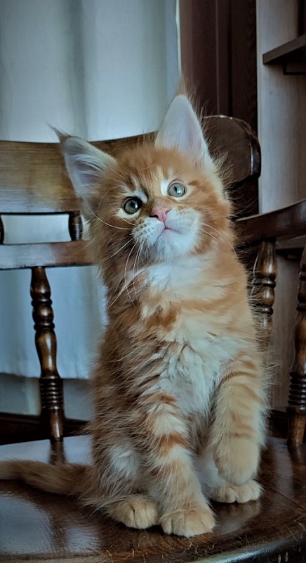 H'Cheetos Monterini - Kitten maine-coon 2 months