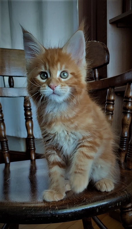 H'Cheetos Monterini - Kitten maine-coon 2 months