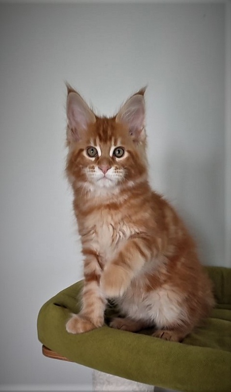 H'Cheetos Monterini - Kitten maine-coon 2.5 months