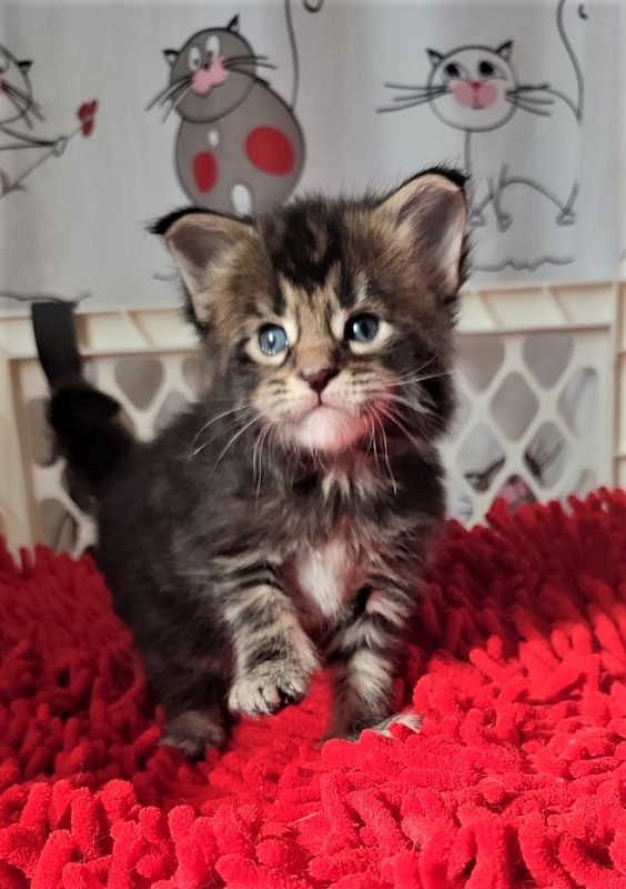 Hollywood Monterini - Кошеня мейн-кун 3,5 тижні