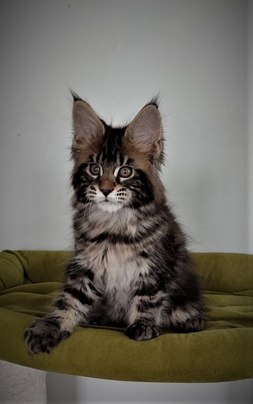 Hickory Monterini - Кошеня мейн-кун 2,5 місяця