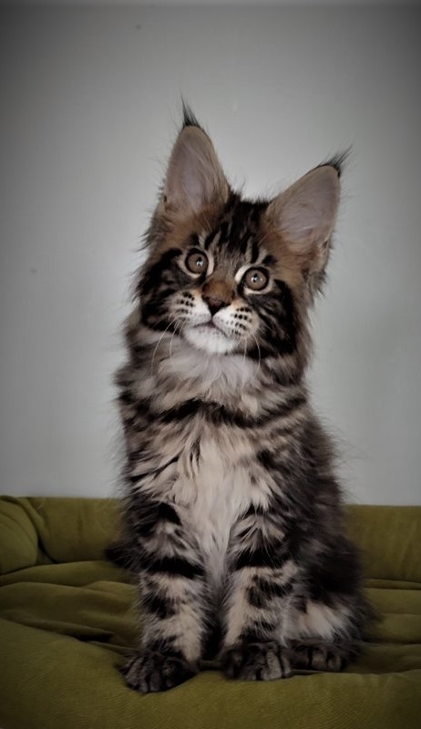 Hickory Monterini - Кошеня мейн-кун 2,5 місяця