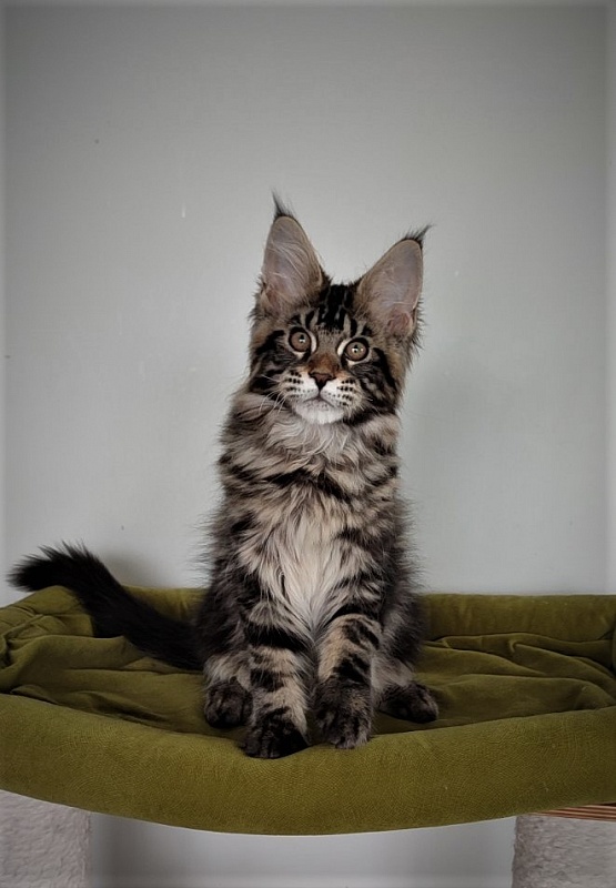 Hickory Monterini - Кошеня мейн-кун 3 місяця 1,5 тиждень