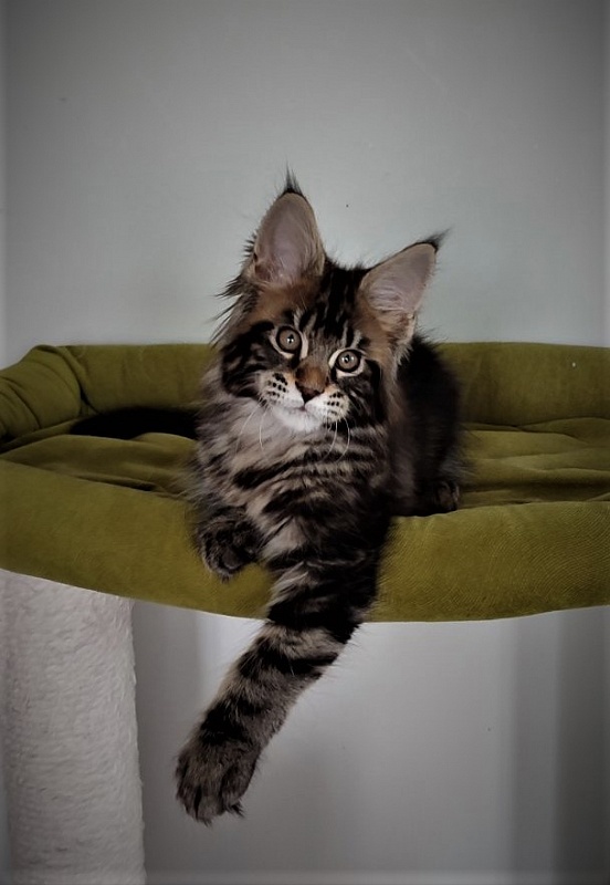 Hickory Monterini - Кошеня мейн-кун 2,5 місяця