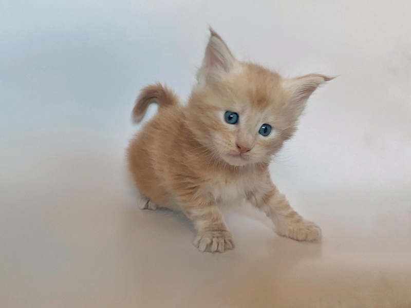 Ginger Monterini - Kitten maine-coon 4 weeks