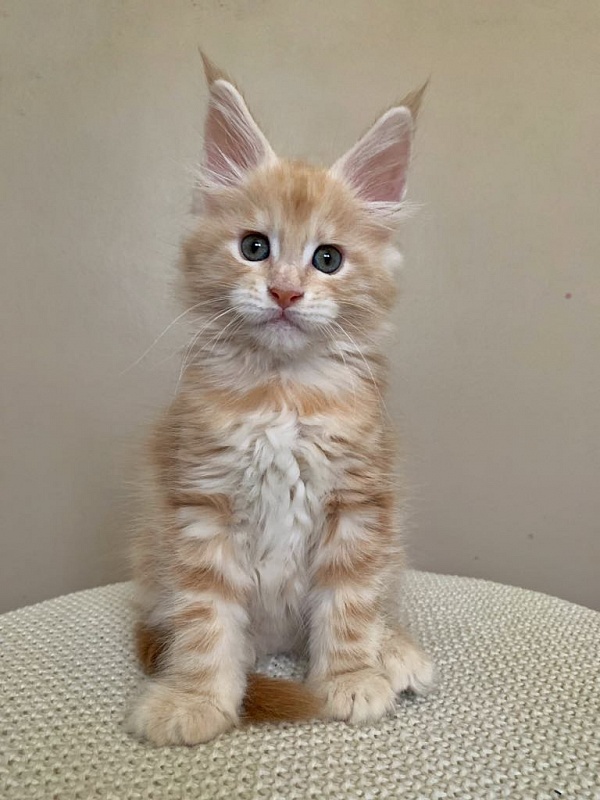 Ginger Monterini - Kitten maine-coon 2 months 1.5 week