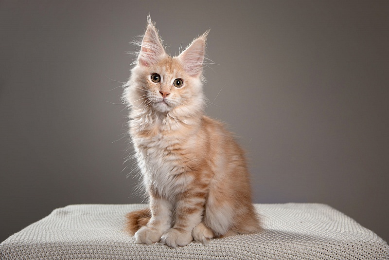 Ginger Monterini - Kitten maine-coon 3 months 2 weeks