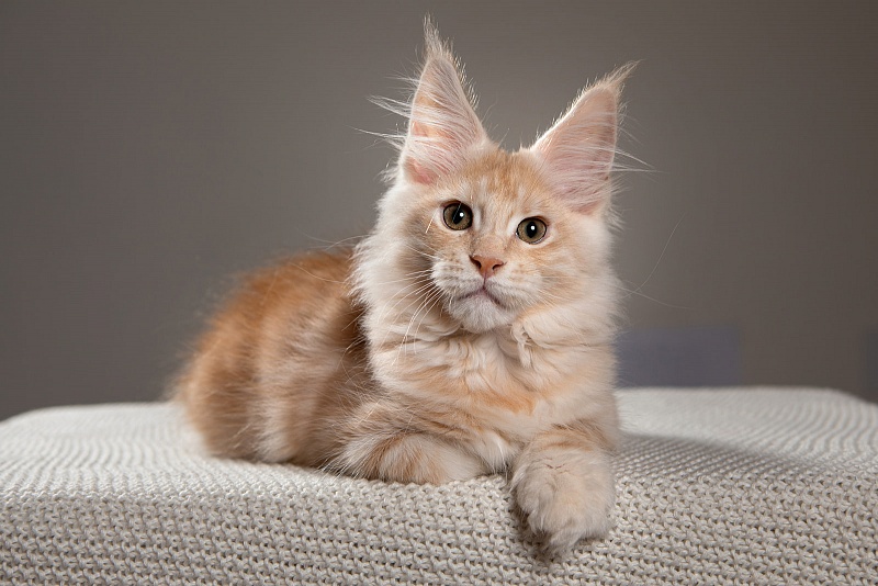 Ginger Monterini - Kitten maine-coon 3 months 2 weeks