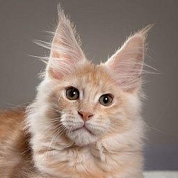 Ginger Monterini