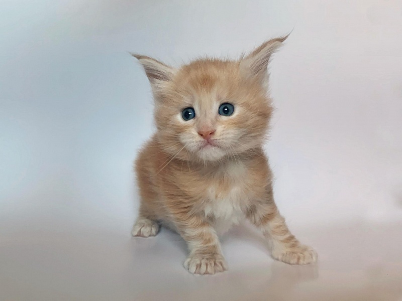 Ginger Monterini - Kitten maine-coon 4 weeks