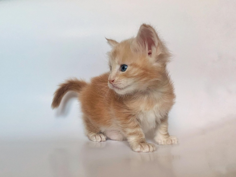 Ginger Monterini - Kitten maine-coon 4 weeks