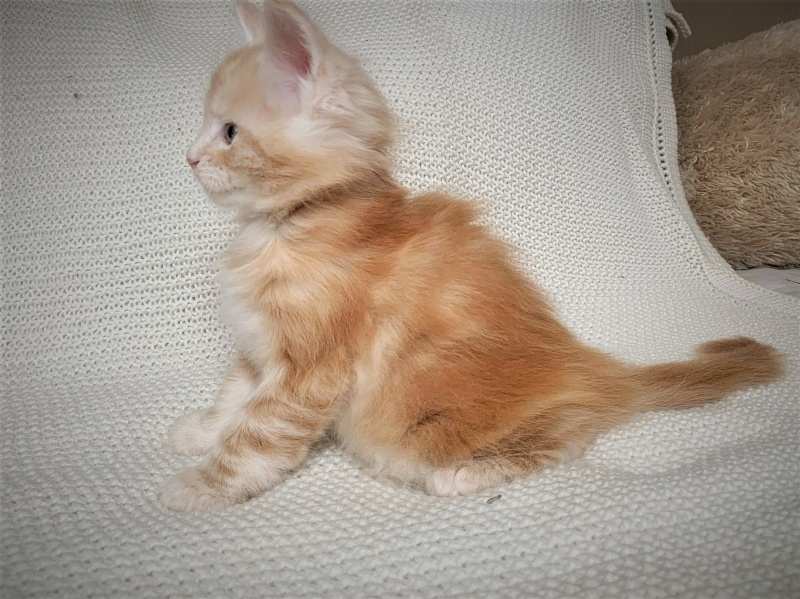 Ginger Monterini - Kitten maine-coon 1 month 1 week