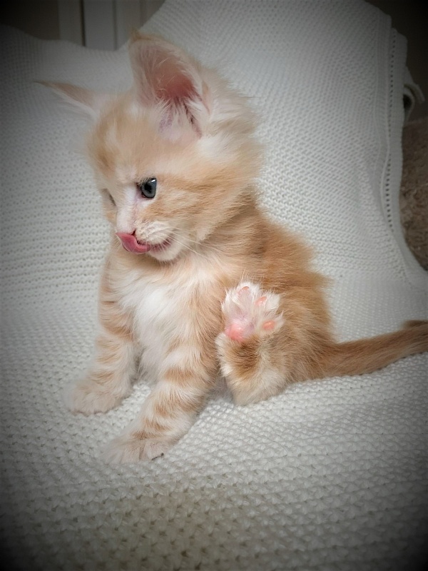 Ginger Monterini - Kitten maine-coon 1 month 1 week