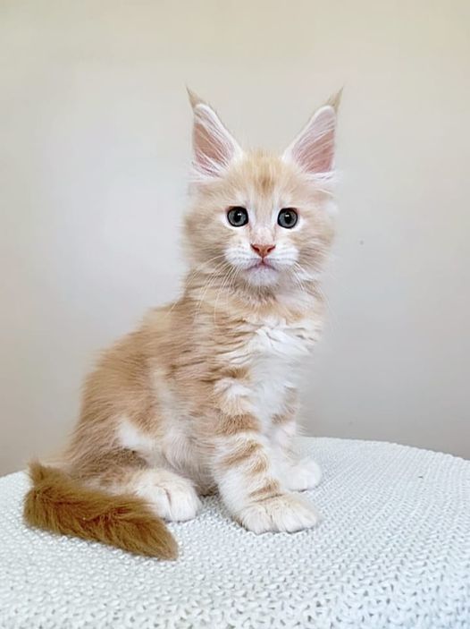 Ginger Monterini - Kitten maine-coon 2 months 1.5 week