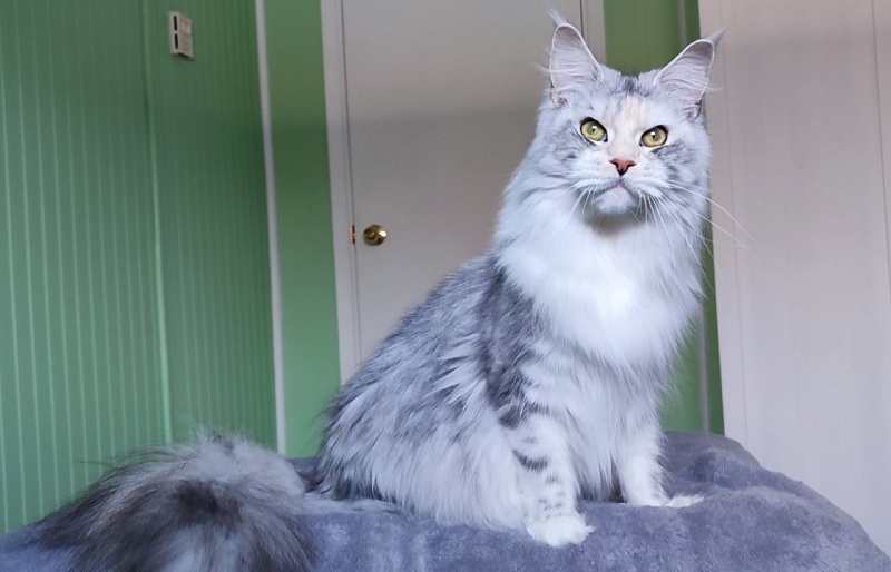 UA*Illuminatta Monterini - Adult maine-coon 1 year 9 months 2.5 weeks