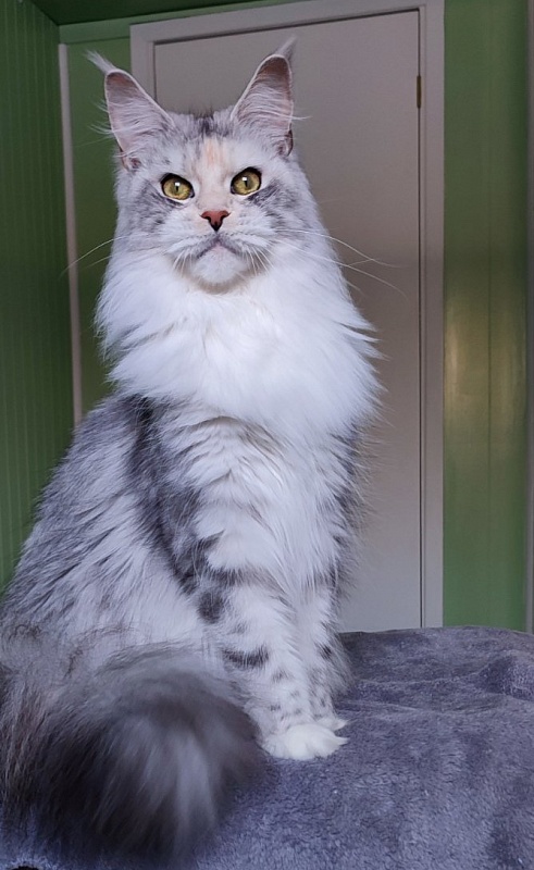 UA*Illuminatta Monterini - Adult maine-coon 1 year 9 months 2.5 weeks