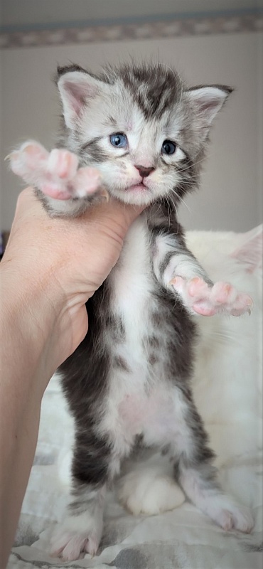 Indy Monterini - Kitten maine-coon 3 weeks