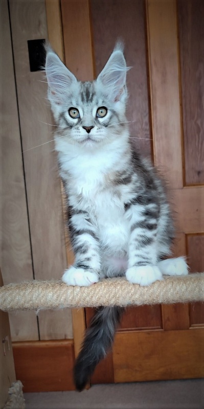 Indy Monterini - Kitten maine-coon 2 months 2.5 weeks