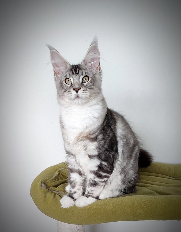 Indy Monterini - Kitten maine-coon 4 months 1.5 week