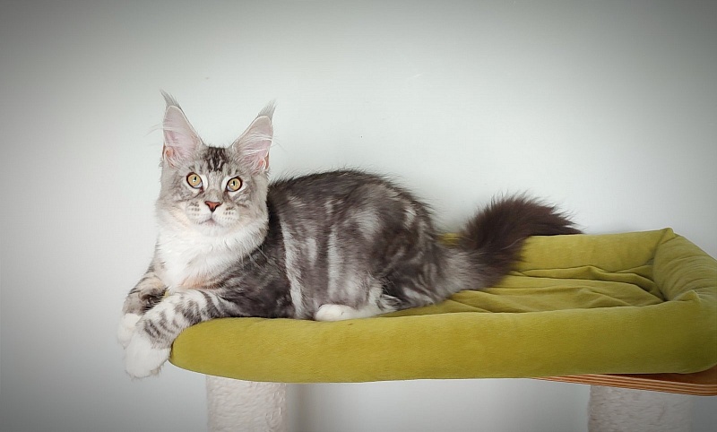Indy Monterini - Kitten maine-coon 4 months 1.5 week