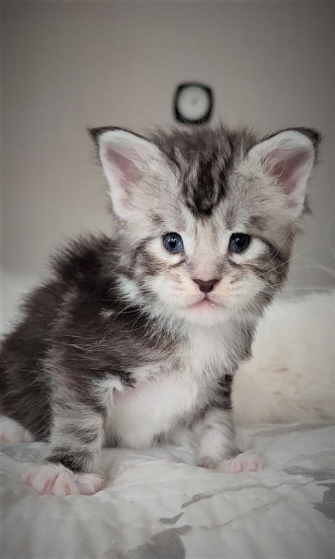 Indy Monterini - Kitten maine-coon 3 weeks