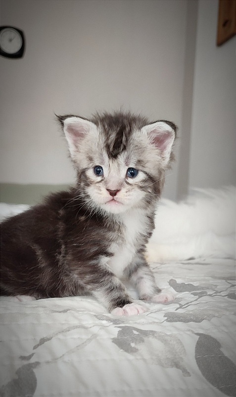 Indy Monterini - Kitten maine-coon 3 weeks