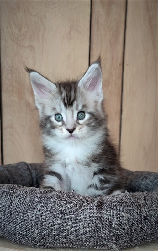 Indy Monterini - Kitten maine-coon 1 month 1 week