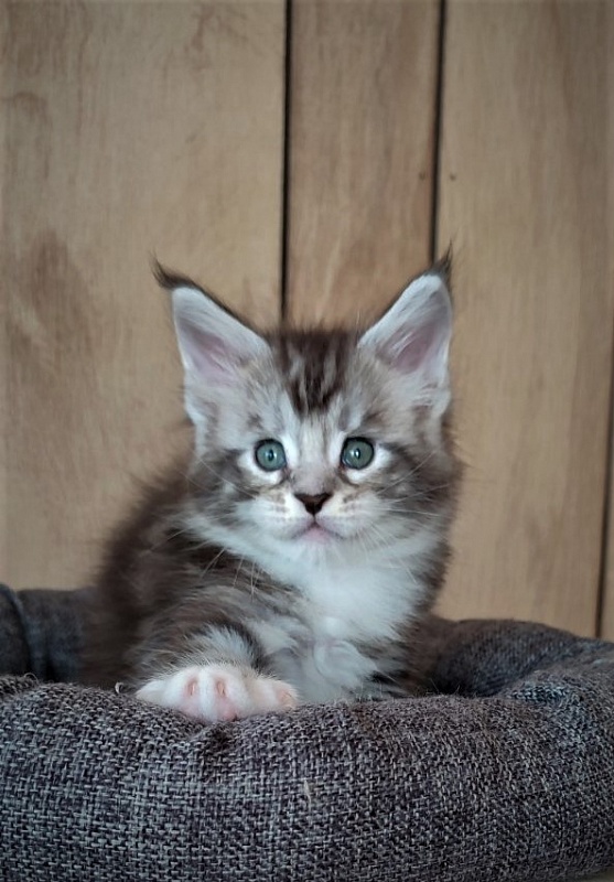Indy Monterini - Kitten maine-coon 1 month 1 week