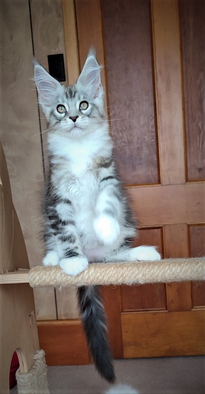 Indy Monterini - Kitten maine-coon 2 months 2.5 weeks