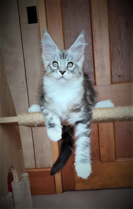 Indy Monterini - Kitten maine-coon 2 months 2.5 weeks