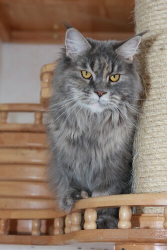 Premjera Golden Family - maine-coon