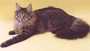 Cooncreole Lullabye of Moscow Star - maine-coon