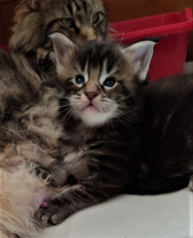 Jeka Monterini - Kitten maine-coon 3 weeks