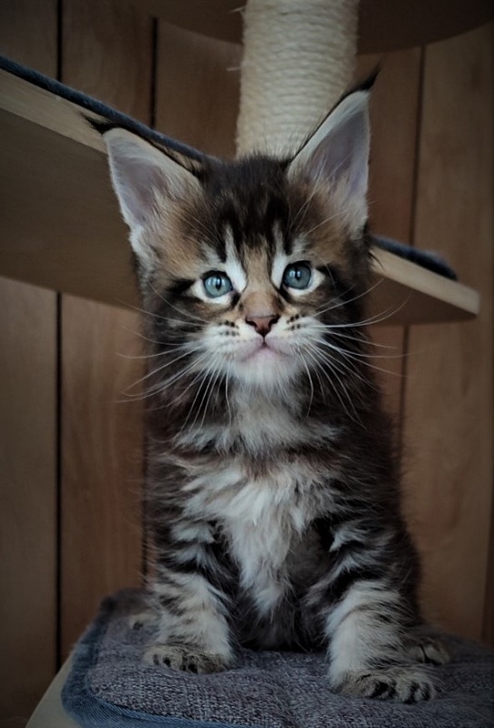 Jeka Monterini - Kitten maine-coon 1 month 1 week