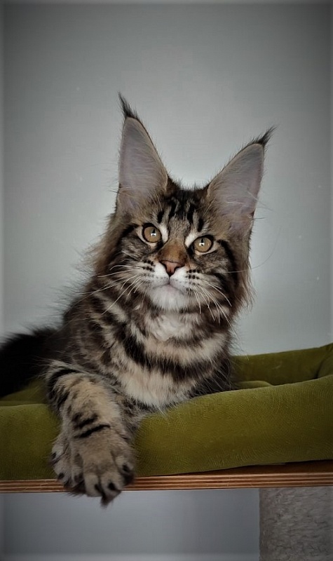 Jeka Monterini - Kitten maine-coon 3 months 1 week