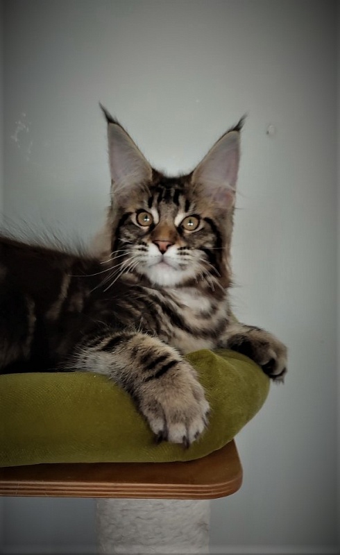 Jeka Monterini - Kitten maine-coon 3 months 1 week