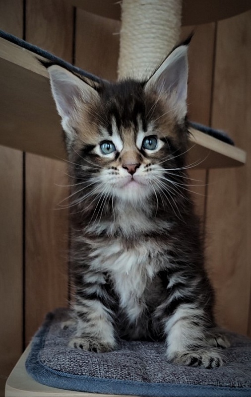 Jeka Monterini - Kitten maine-coon 1 month 1 week