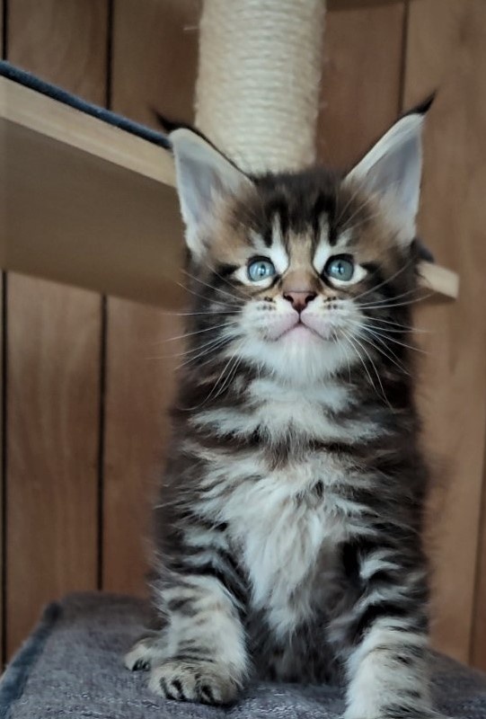 Jeka Monterini - Kitten maine-coon 1 month 1 week