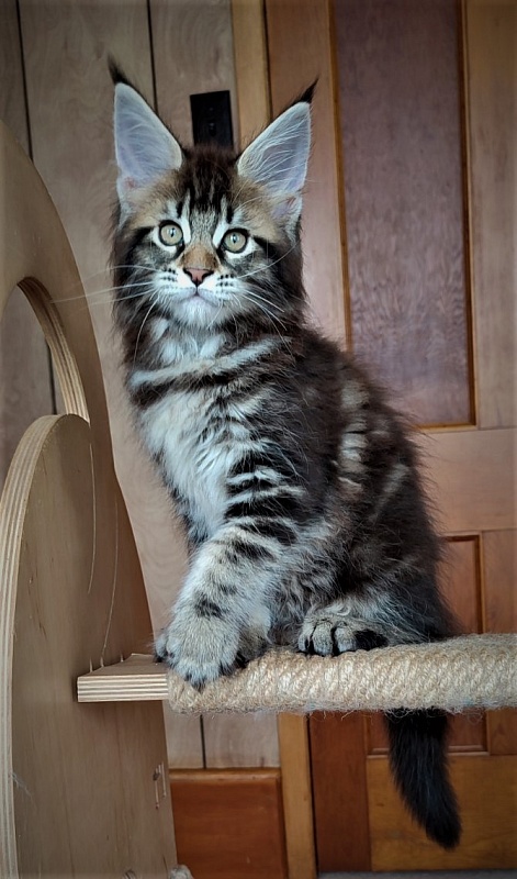 Jeka Monterini - Kitten maine-coon 2 months 0.5 weeks