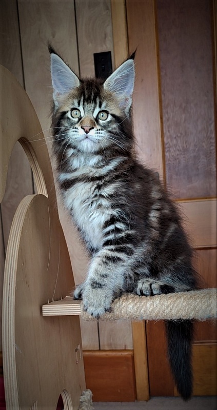 Jeka Monterini - Kitten maine-coon 2 months 0.5 weeks