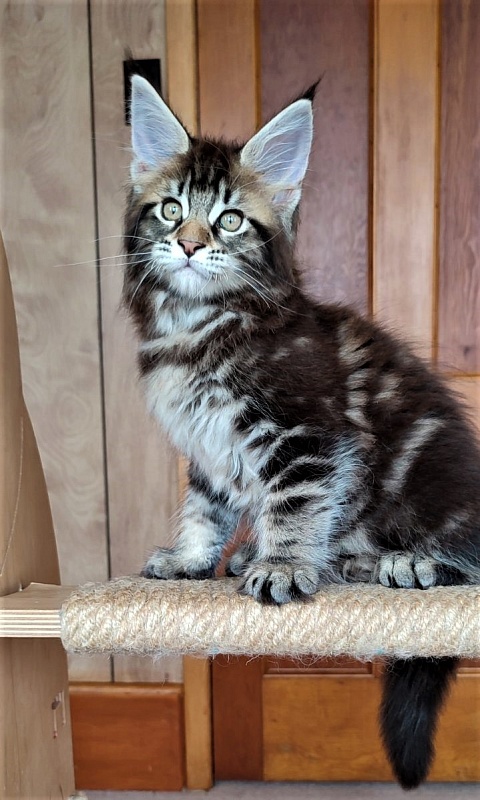 Jeka Monterini - Kitten maine-coon 2 months 0.5 weeks
