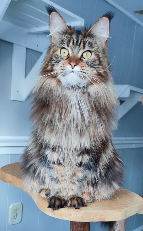 USA*Blizzard Highlander - Adult maine-coon 1 year 10 months 0.5 weeks