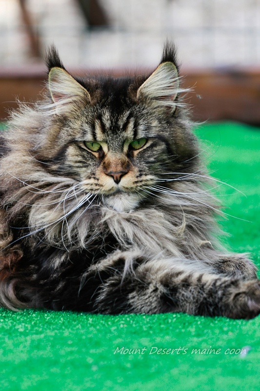 Mount Desert's Irma la Dolce - Adult maine-coon 1 year