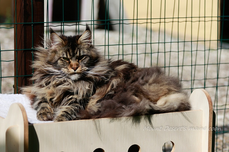 Mount Desert's Irma la Dolce - Adult maine-coon 1 year