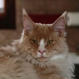 AmericanLynx Gibson