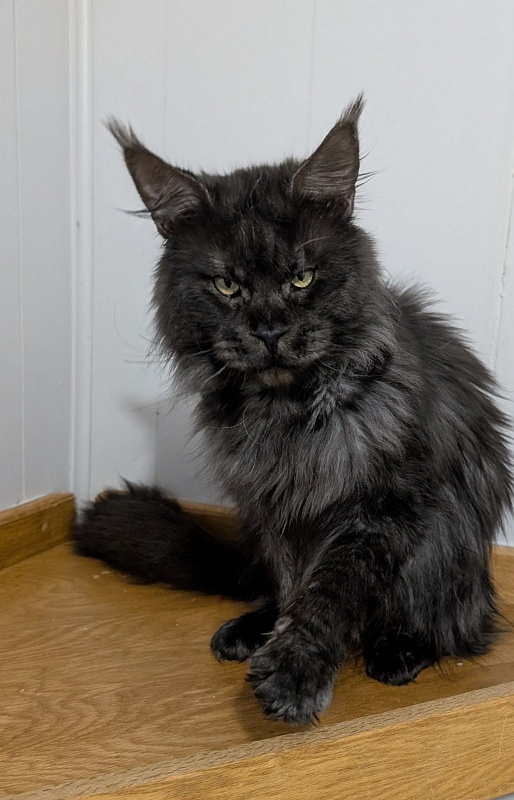 Lasher Mount Desert’s*IT - Adult maine-coon 2 years 11 months