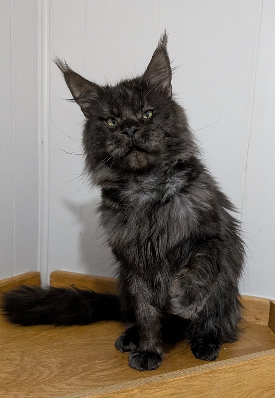Lasher Mount Desert’s*IT - Adult maine-coon 2 years 11 months
